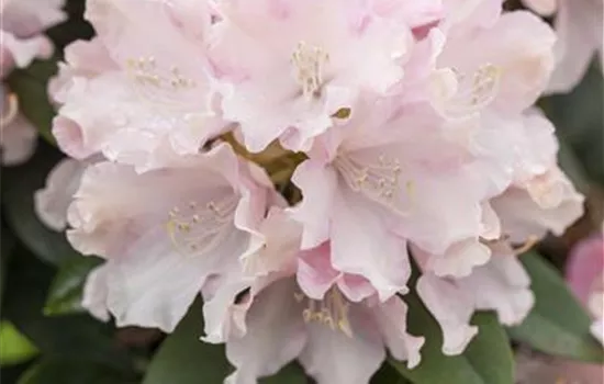 Rhododendron yak.'Schneekrone' I