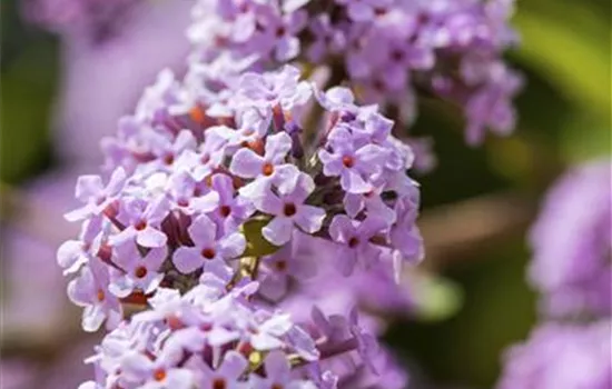 Buddleja alternifolia