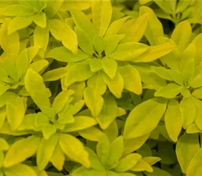 Choisya ternata 'Brica'