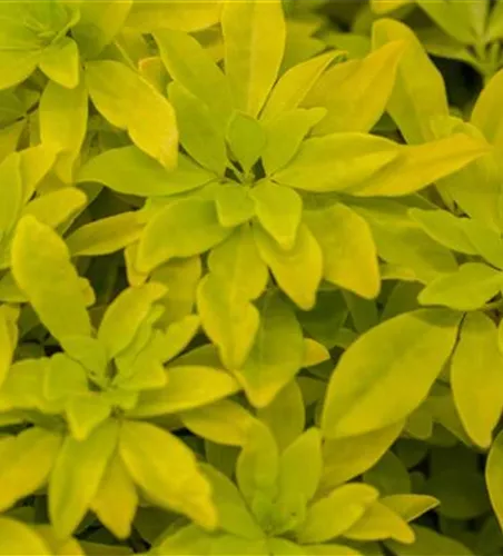 Choisya ternata 'Brica'