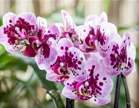 Die Orchideen-Klassiker Die Orchideen-Klassiker