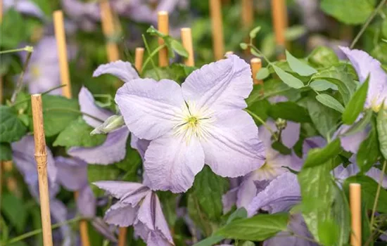 Clematis viticella 'Blue Angel'