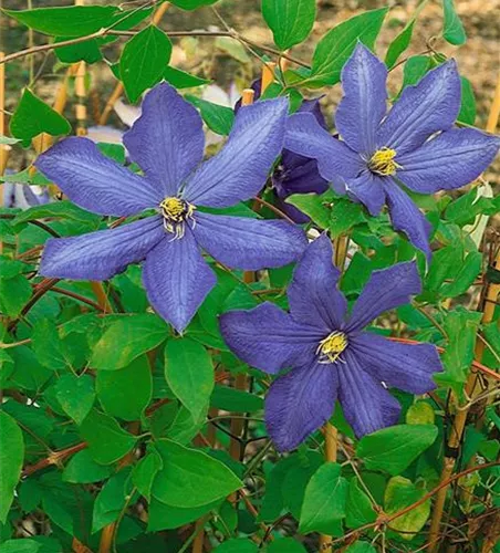 Clematis 'Rhapsody'