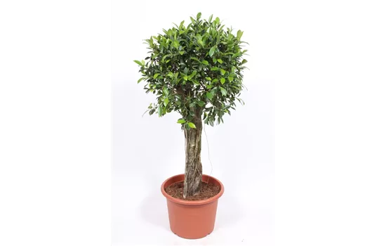 Birken-Feige Birken-Feige