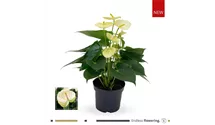 Anthurium x andreanum 'KARMA Lime Vanilla'