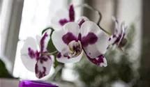 Phalaenopsis