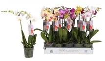 Phalaenopsis