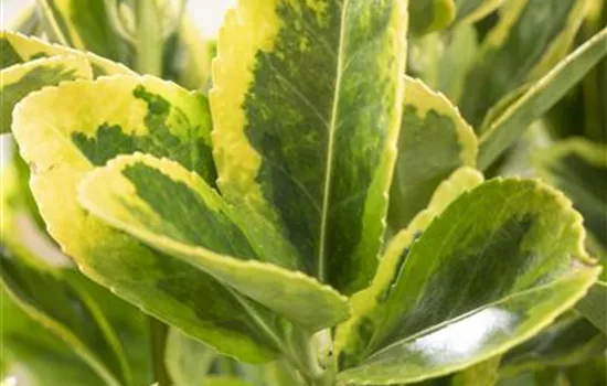 Euonymus japonicus 'Microphyl.Aureovar.'