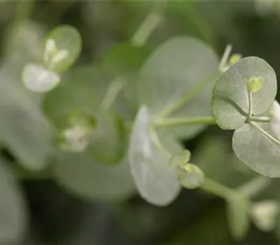 Eucalyptus gunnii
