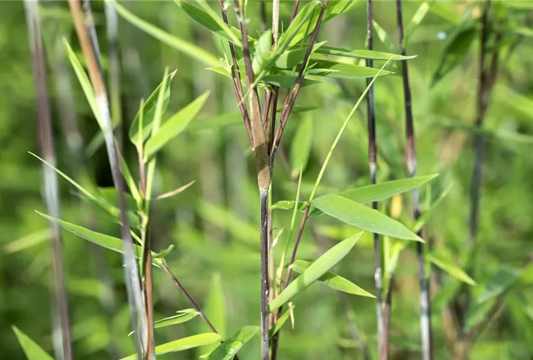 Fargesia nitida 'Black Pearl'