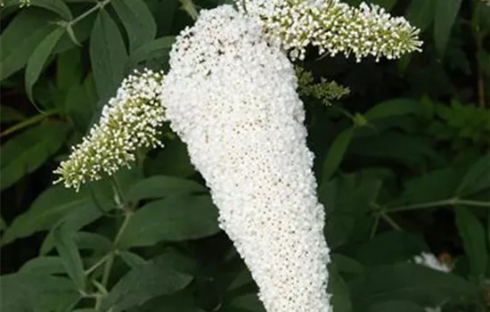 Buddleja davidii Free Petite -R- 'Snow White'