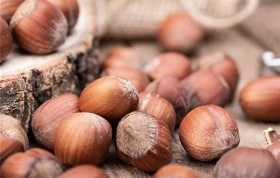 Corylus av.'Halle'sche Riesennuss' CAC