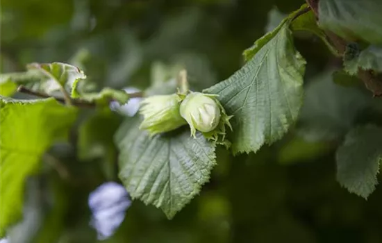 Corylus av.'Webbs Preisnuss' CAC