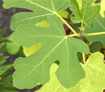 Ficus carica 'Rouge de Bordeaux' CAC