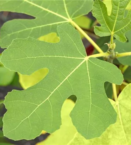 Ficus carica 'Rouge de Bordeaux' CAC