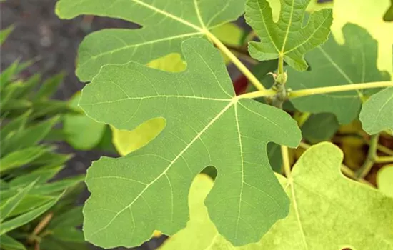 Ficus carica 'Rouge de Bordeaux' CAC