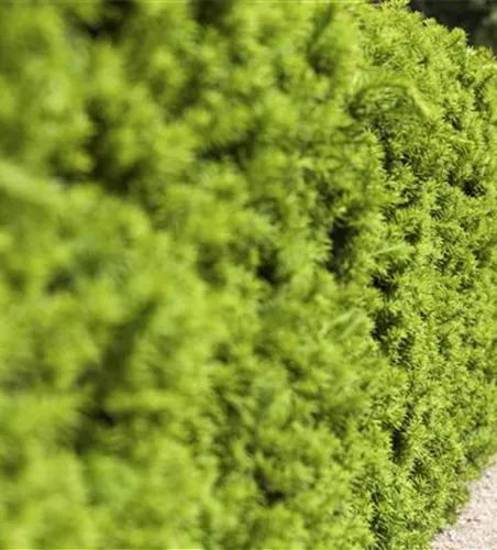 Taxus media 'Hicksii'