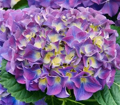 Hydrangea m. 'Endless Summer Bloomstar' -R- Hydrangea m. 'Endless Summer Bloomstar' -R-