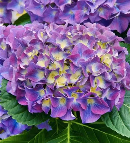 Hydrangea m. 'Endless Summer Bloomstar' -R-