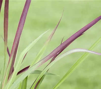 Imperata cylindrica var.koenig.'Red Baron' Imperata cylindrica var.koenig.'Red Baron'