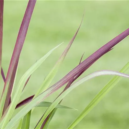 Imperata cylindrica var.koenig.'Red Baron'