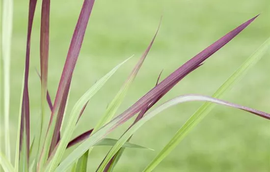 Imperata cylindrica var.koenig.'Red Baron' Imperata cylindrica var.koenig.'Red Baron'