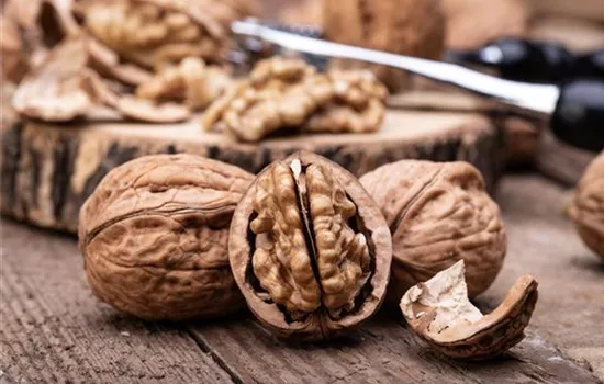 Juglans regia 'Geisenheim 139' CAC