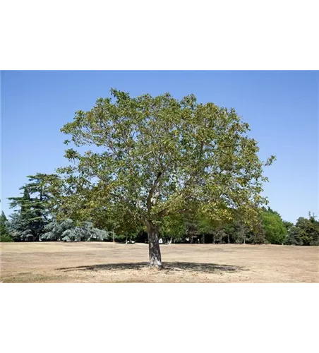 Juglans regia 'Weinsberg 1' CAC