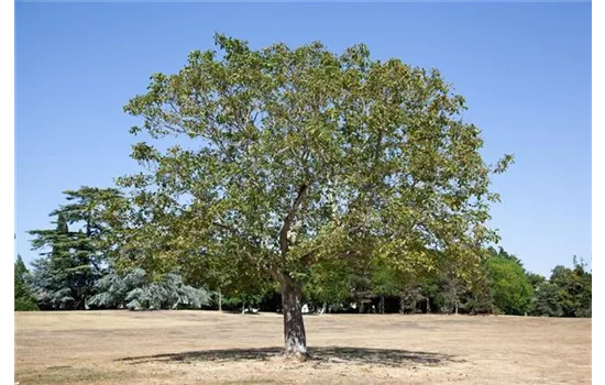 Juglans regia 'Weinsberg 1' CAC