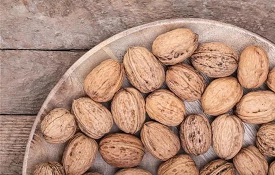 Juglans regia 'Mars' CAC