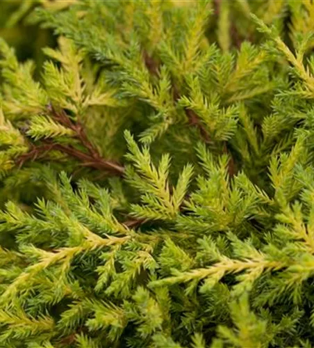 Juniperus media 'Goldkissen'