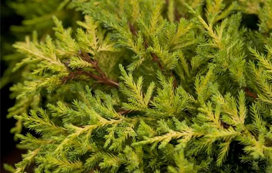Juniperus media 'Goldkissen' Juniperus media 'Goldkissen'