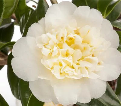 Camellia japonica 'Brusfield Yellow'