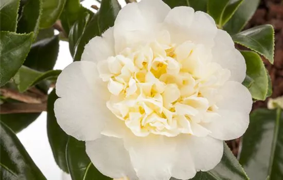 Camellia japonica 'Brusfield Yellow'