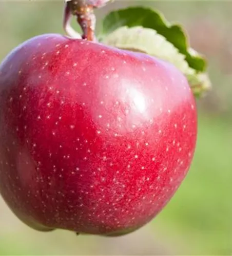 Malus 'Jonagold' CAC