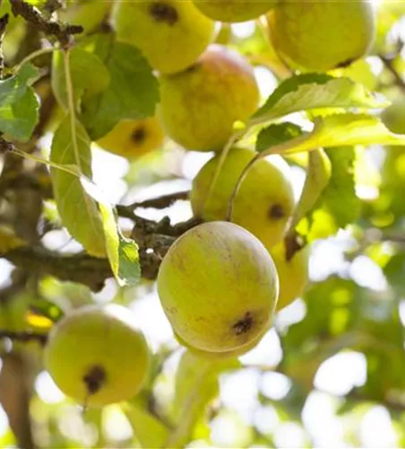 Malus 'Purpurroter Cousinot' CAC