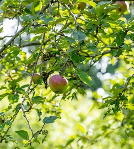 Malus 'Roter Eiserapfel' CAC