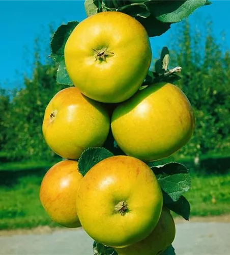 Malus Starline -R- 'Garden Fountain' -S- CAC