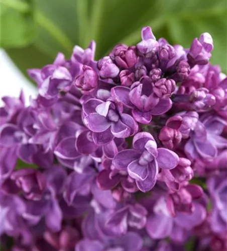 Syringa vulg.'Paul Deschanel'