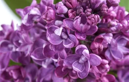 Syringa vulg.'Paul Deschanel' Syringa vulg.'Paul Deschanel'