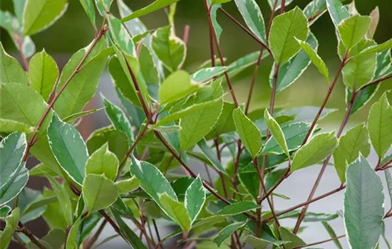 Photinia fraseri 'Pink Marble' -R-