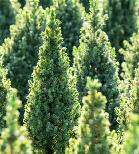 Picea glauca 'Conica December' -R-