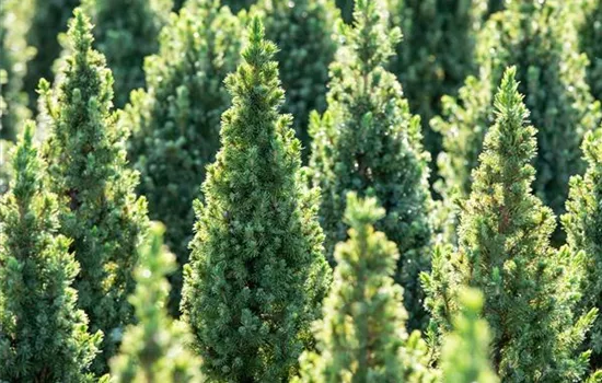 Picea glauca 'Conica December' -R- Picea glauca 'Conica December' -R-