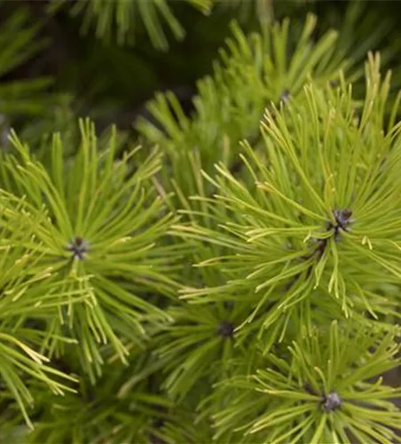 Pinus contorta 'Compacta'