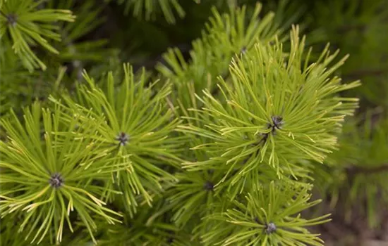 Pinus contorta 'Compacta'