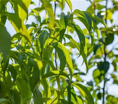 Prunus persica 'Revita' -S- zert.