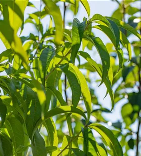 Prunus persica 'Revita' -S- zert.