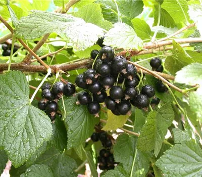 Ribes nigrum 'Bona' -S- CAC Ribes nigrum 'Bona' -S- CAC