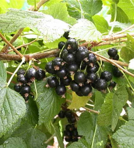 Ribes nigrum 'Bona' -S- CAC