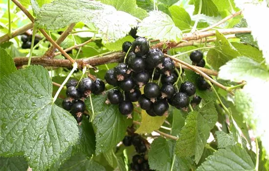 Ribes nigrum 'Bona' -S- CAC Ribes nigrum 'Bona' -S- CAC